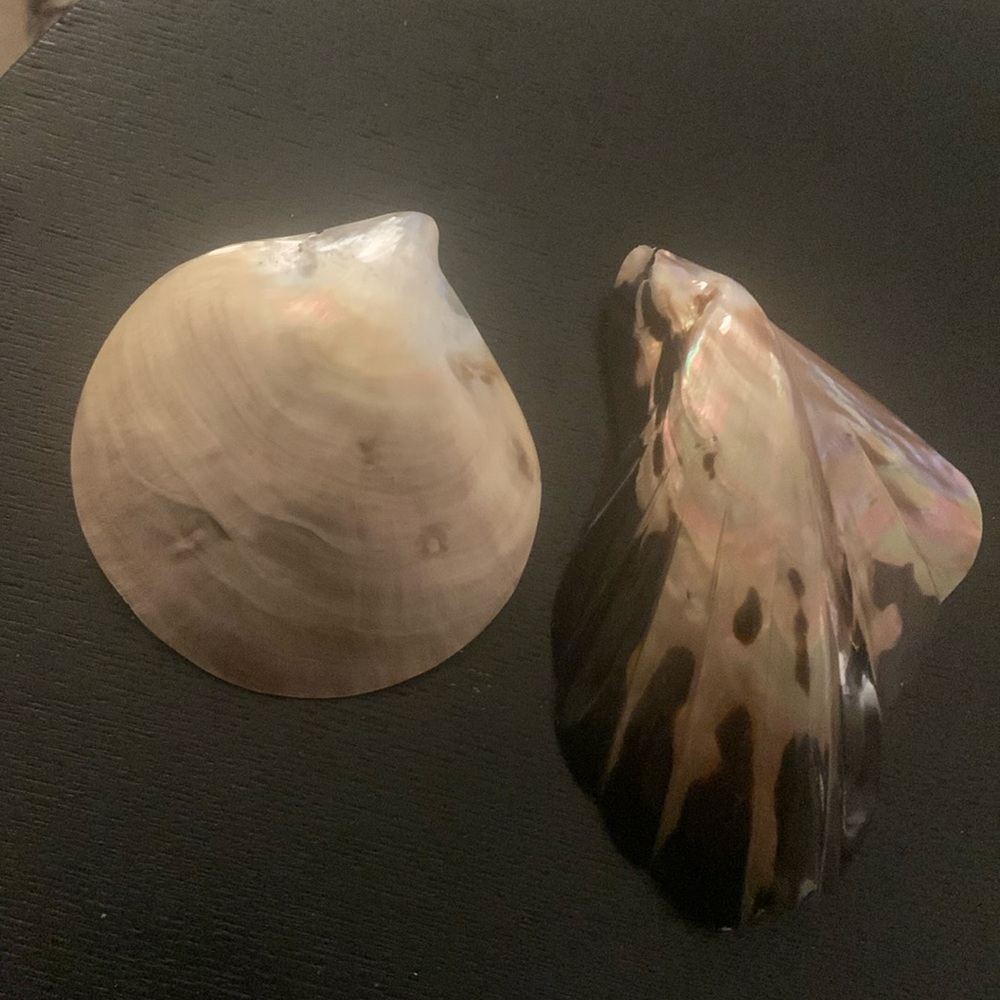 Shell Scarf Clip set of 2 Vintage